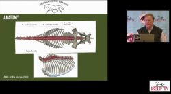 thumbnail for 2022 AAEP Convention San Antonio Complimentary Lectures