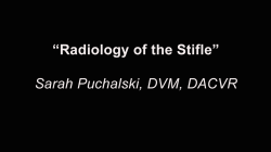 thumbnail for Radiology of the Stifle - Sarah Puchalski