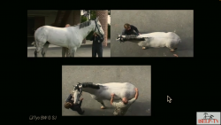 thumbnail for The Pelvis & Hip 2024